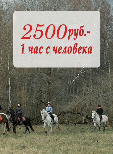 На фотографии указана цена на конные прогулки в Онуфриево